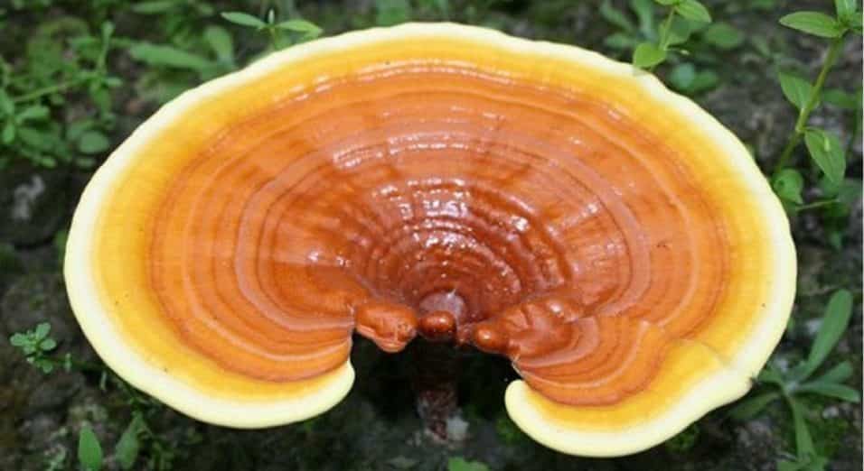 Reishi kombucha - Ganoderma Lucidum