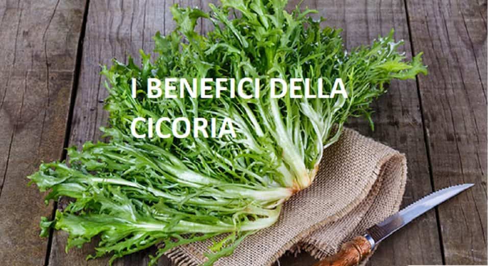 Cicoria Wikipedia