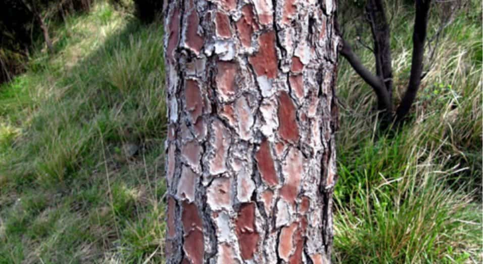 Pycnogenol corteccia di pino marittimo