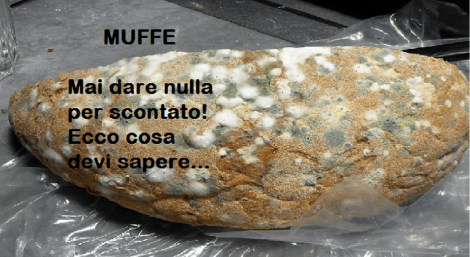 Muffa alimentare