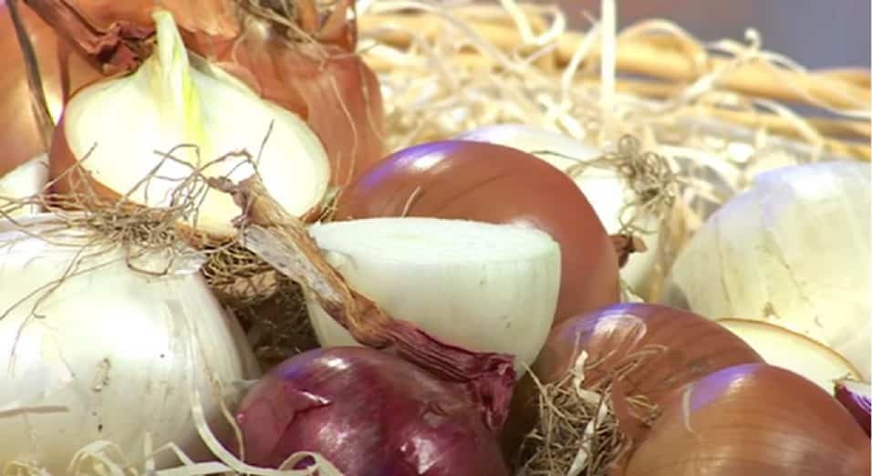 Cipolla attira batteri