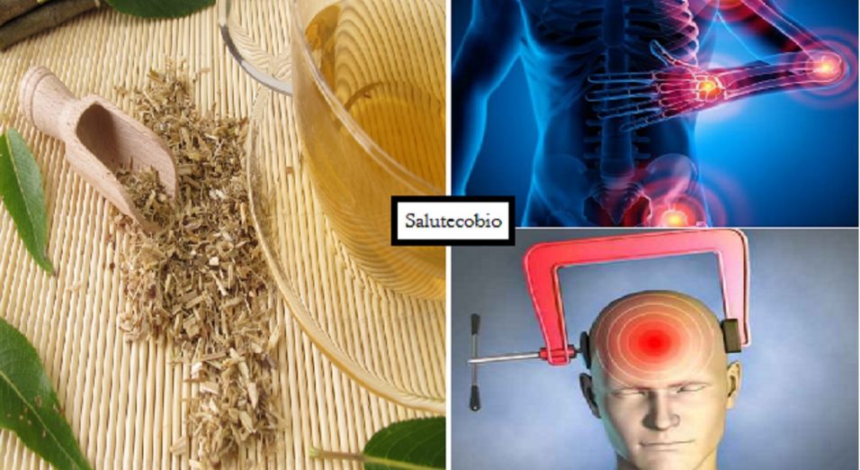 corteccia salice bianco infuso e proprietà terapeutiche