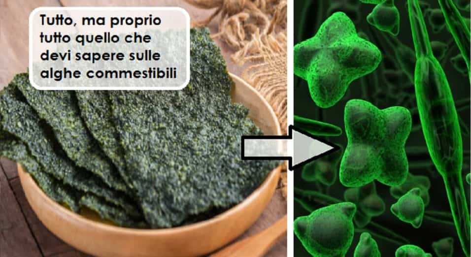 Alghe brucia grassi, alga nori