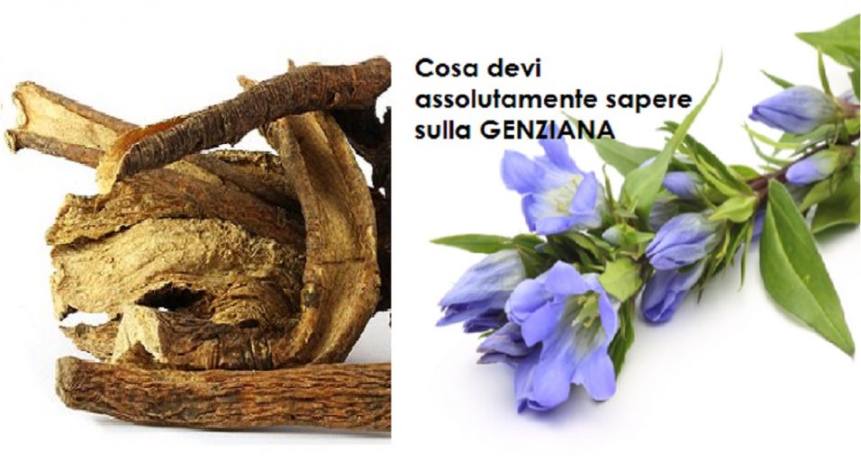 Radici di genziana proprietà terapeutiche