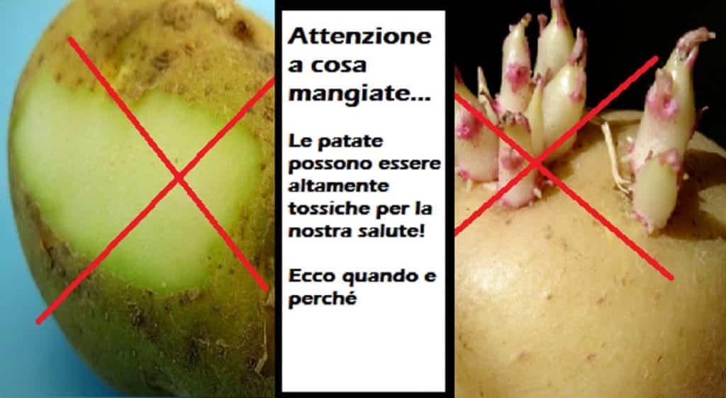 Patate verdi con germogli sono velenose, tossiche e fanno male Patate verdi con germogli sono velenose, tossiche e fanno male