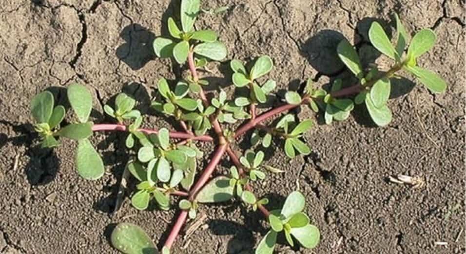 Portulaca Oleracea pianta