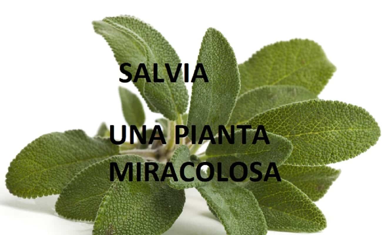 Salvia pianta