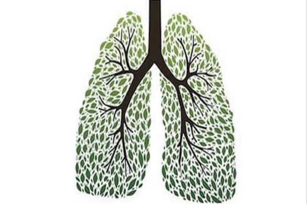 Erbe Per Smettere Di Fumare Quali Sono Le Pi Efficaci