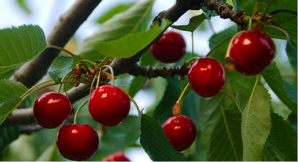 Ciliegie valori nutrizionali, calorie, proprietà nutritive, benefici