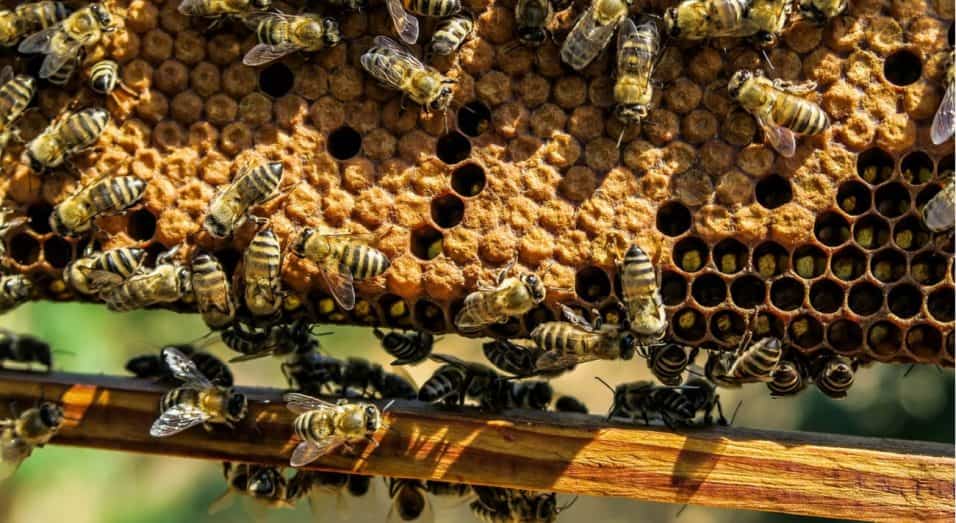 Cera d'api dove si compra e usi in cosmetica