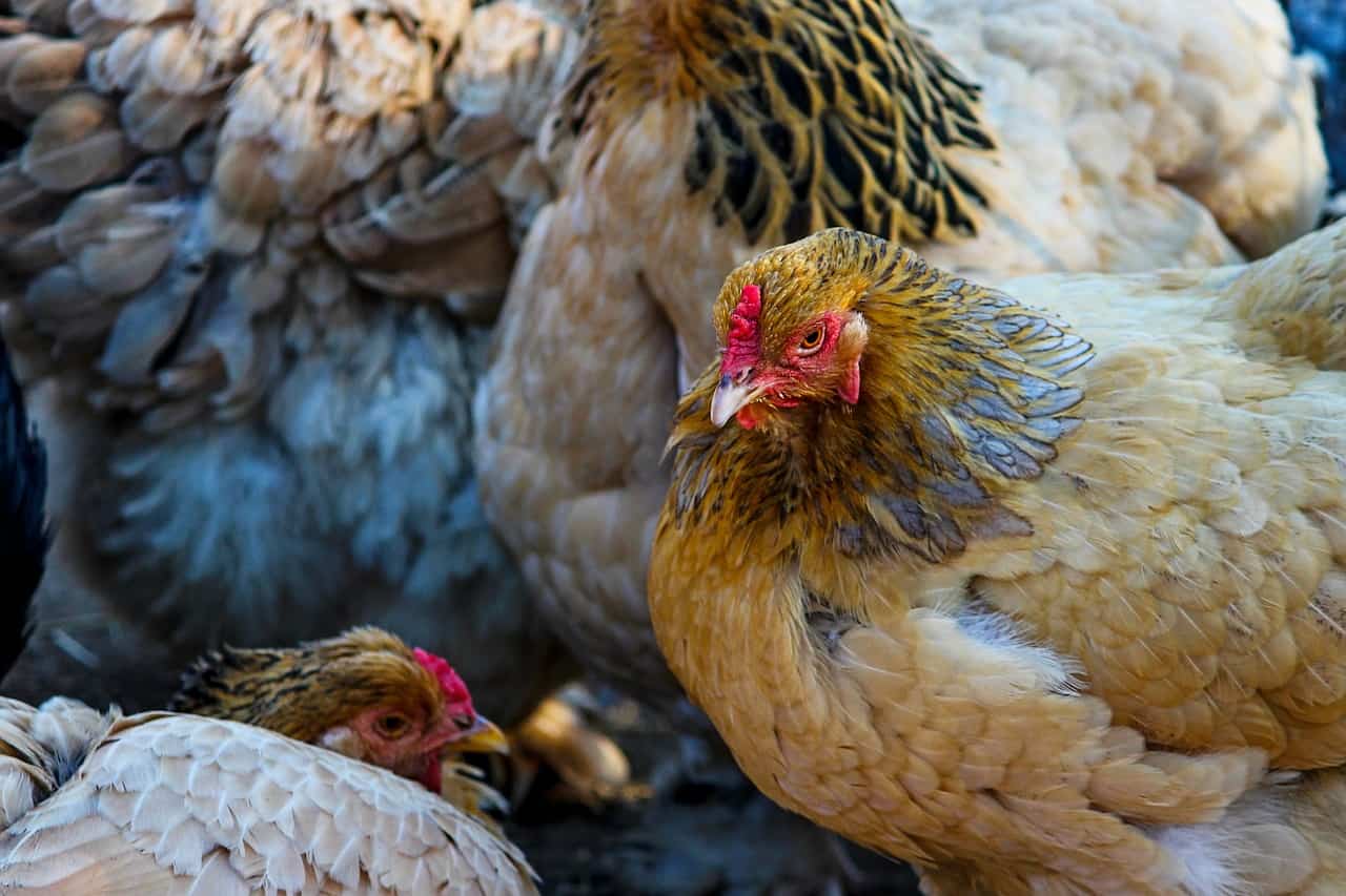 Polli lavati con il cloro negli allevamenti USA