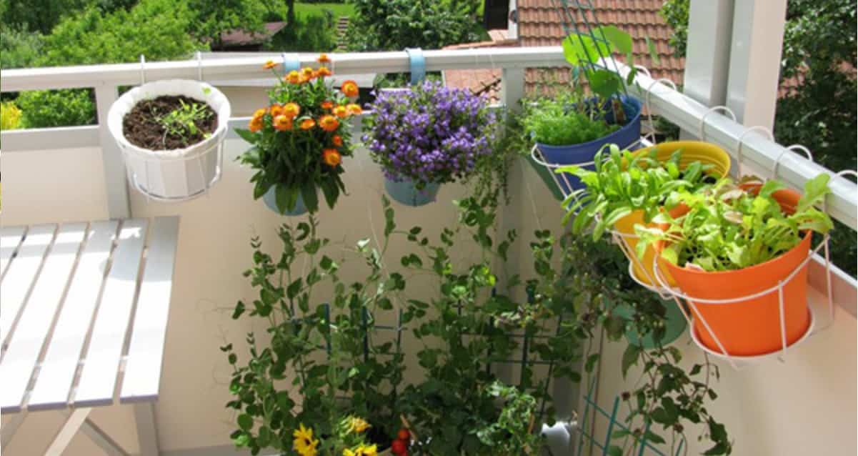 piante repellenti anti zanzare balcone