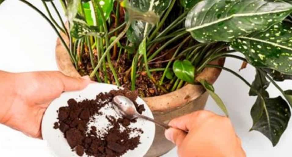 fertilizzante naturale per le piante