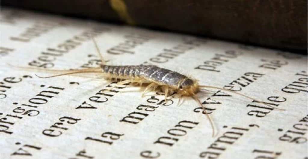 Insetti bianchi in casa tipologie, come riconoscerli e eliminarli Insetti bianchi in casa tipologie, come riconoscerli e eliminarli