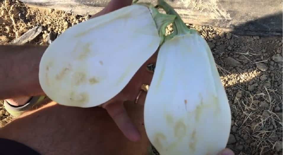 Melanzana Solanum melongena Ortaggi e piante ornamentali Melanzana Solanum melongena Ortaggi e piante ornamentali