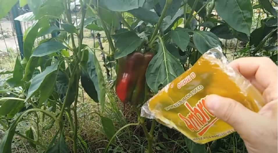 Insetticida Sapone di Marsiglia