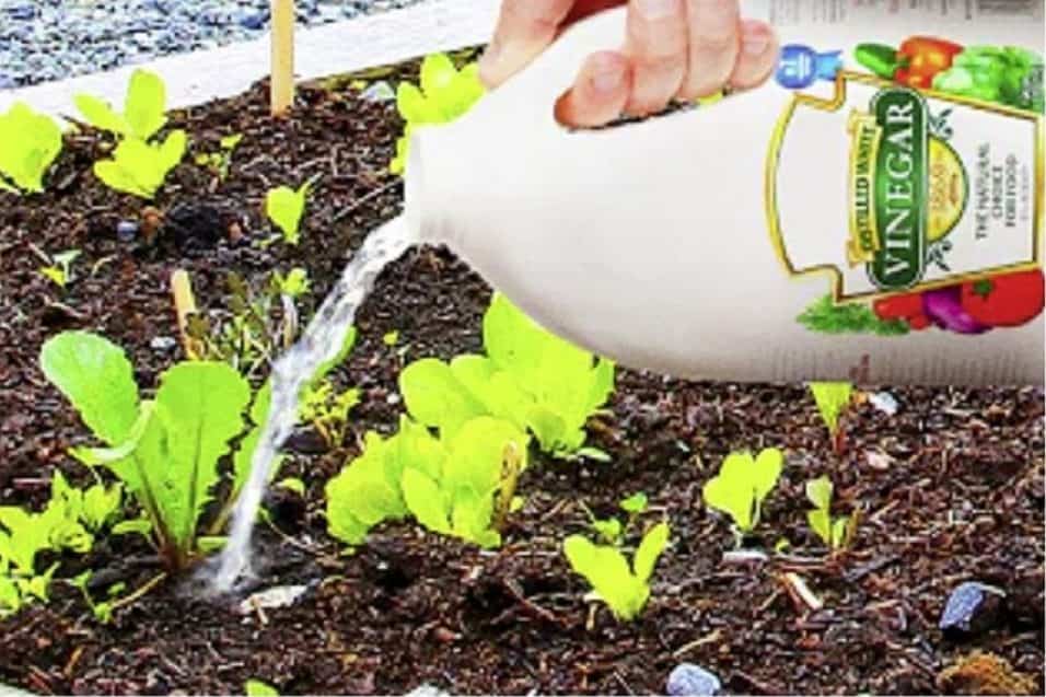 Aceto nell'orto e in giardino