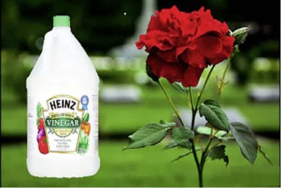Aceto sulle piante