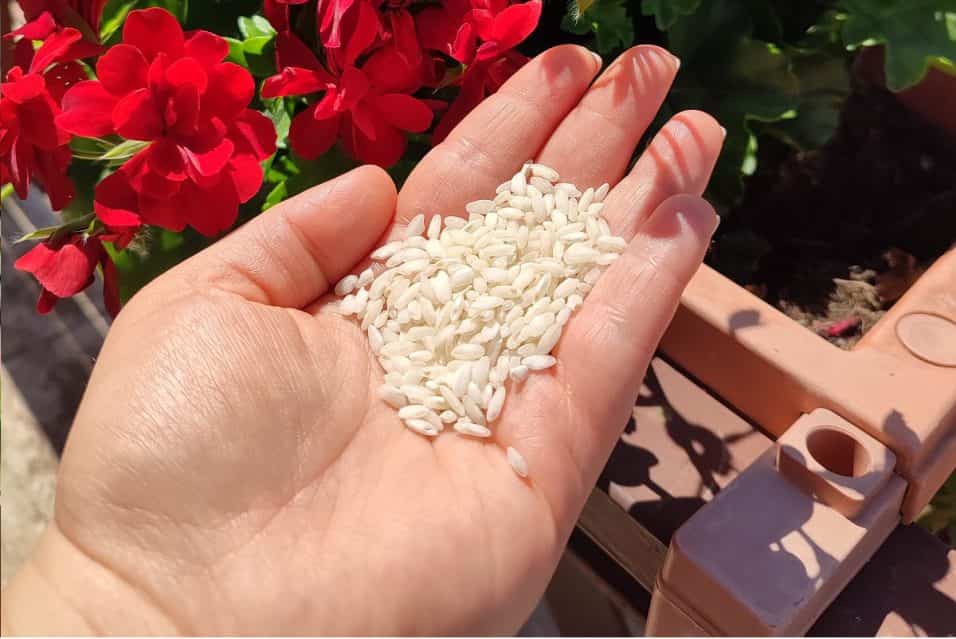Riso come fertilizzante per fiori e piante