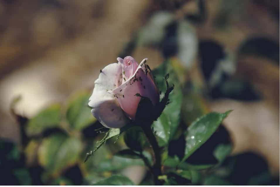 Rosa infestata da afidi