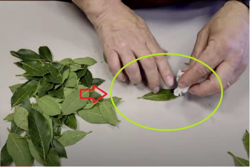 Foglie di alloro per allontanare gli insetti