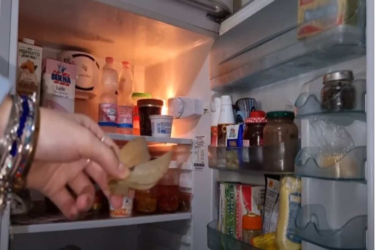 Alloro in frigorifero