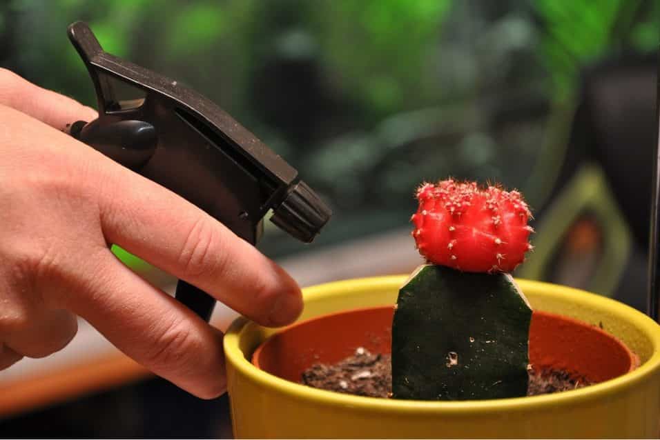 Insetticida fai da te su cactus