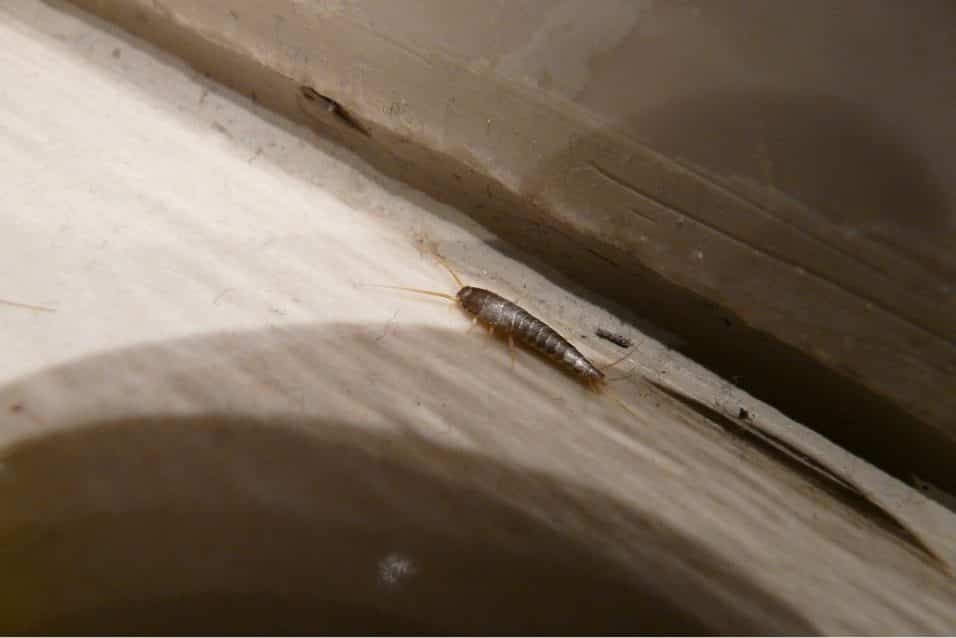 Pesciolino d'argento