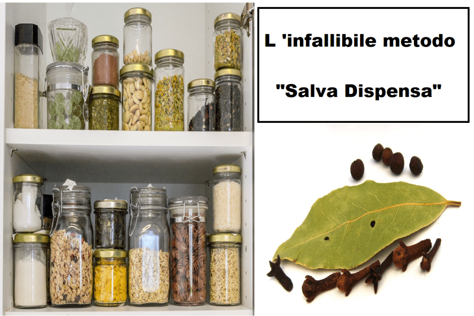 Farfalline nella dispensa, alloro