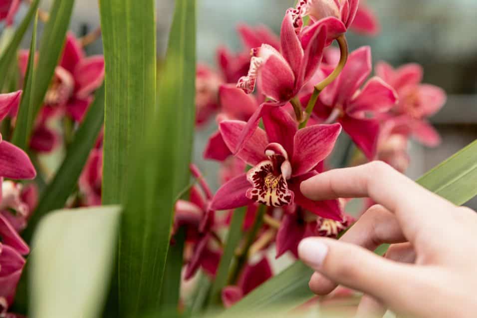 Cura orchidea appassita