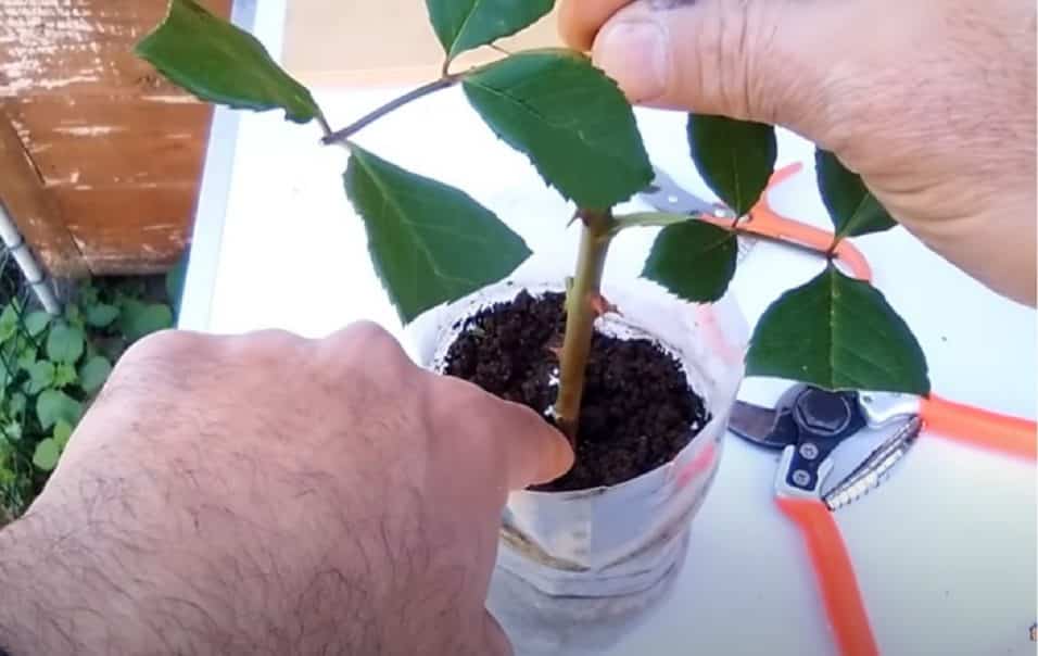 Riproduzione di una rosa dalla talea