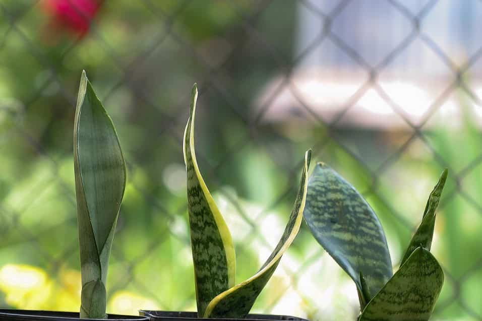Sansevieria vicino alla finestra