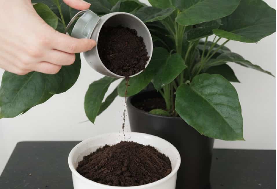 Come riutilizzare i fondi di caffè per piante e giardino