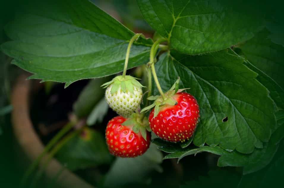 Fragole in vaso