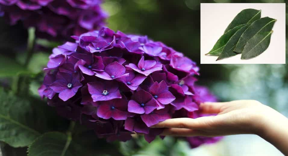 Alloro, fertilizzante Fiori