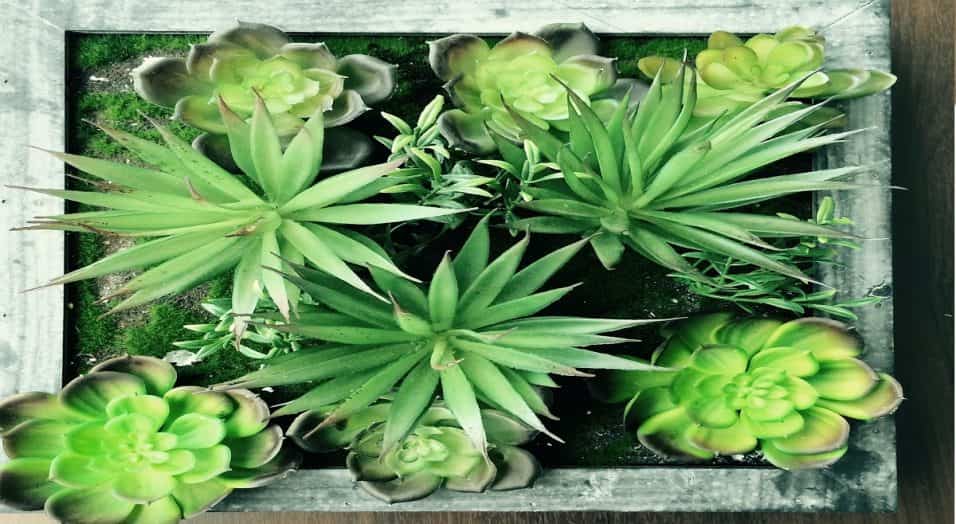 Piante Grasse Rigogliose