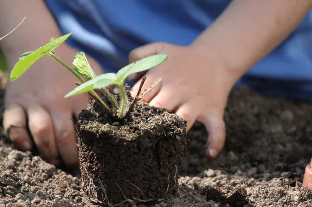 Come coltivare un mini orto in piccoli spazi di terra o condividendo lo ...
