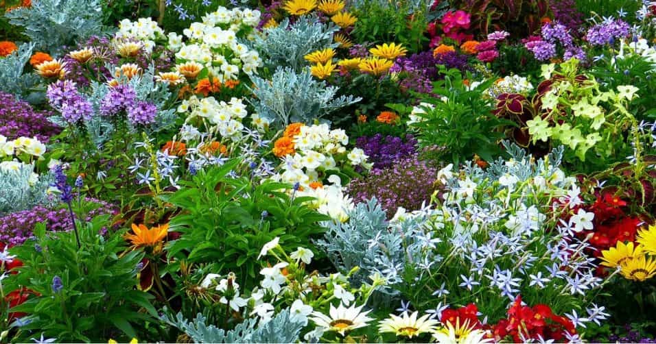 Fiori nel mese di Luglio