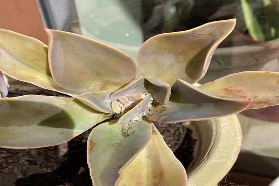 Cocciniglia sulle piante grasse che prolifera in ambienti umidi