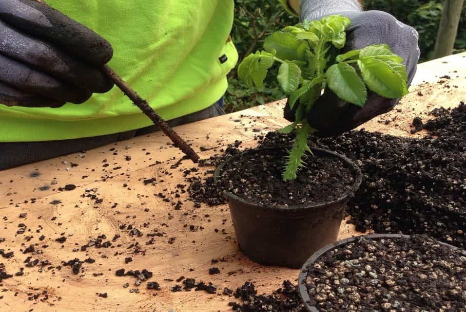 Talea di rosa appena piantata in vaso con sfondo di giardino