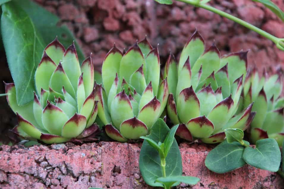 Immagine di piante grasse in vaso, appena rinvasate, posizionate su un davanzale soleggiato