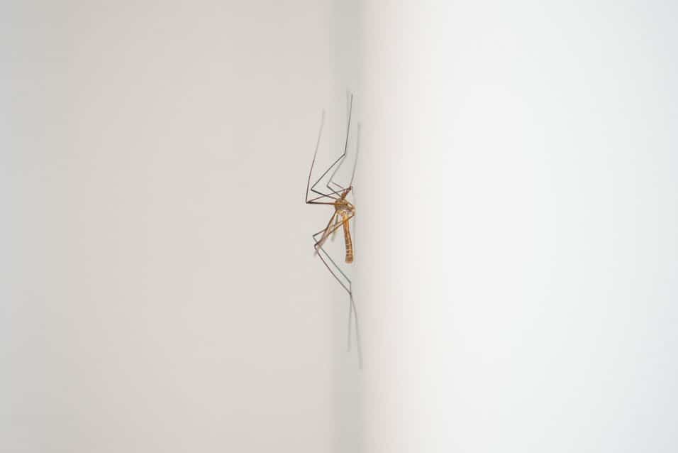 Trappola fai-da-te con aceto di mele per eliminare i moscerini in casa