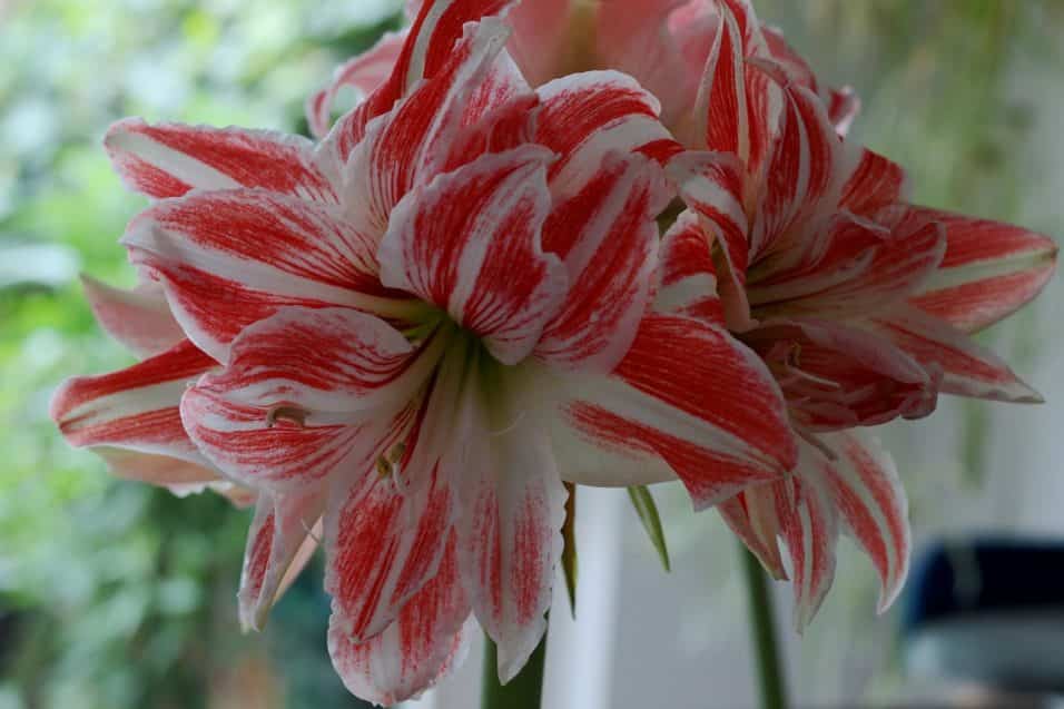 Bulbo di amaryllis piantato in ottobre con foglie verdi e germoglio