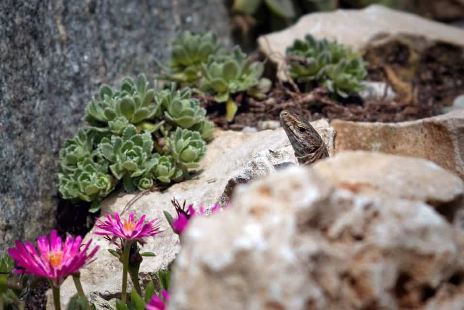 Scopri quali piante grasse resistenti al freddo puoi coltivare nel tuo giardino o terrazzo. Ecco le migliori varietà per un tocco di verde tutto l'anno.