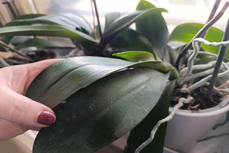 Pulizia delicata delle foglie di un'orchidea con un panno umido per favorire la crescita e prevenire malattie.