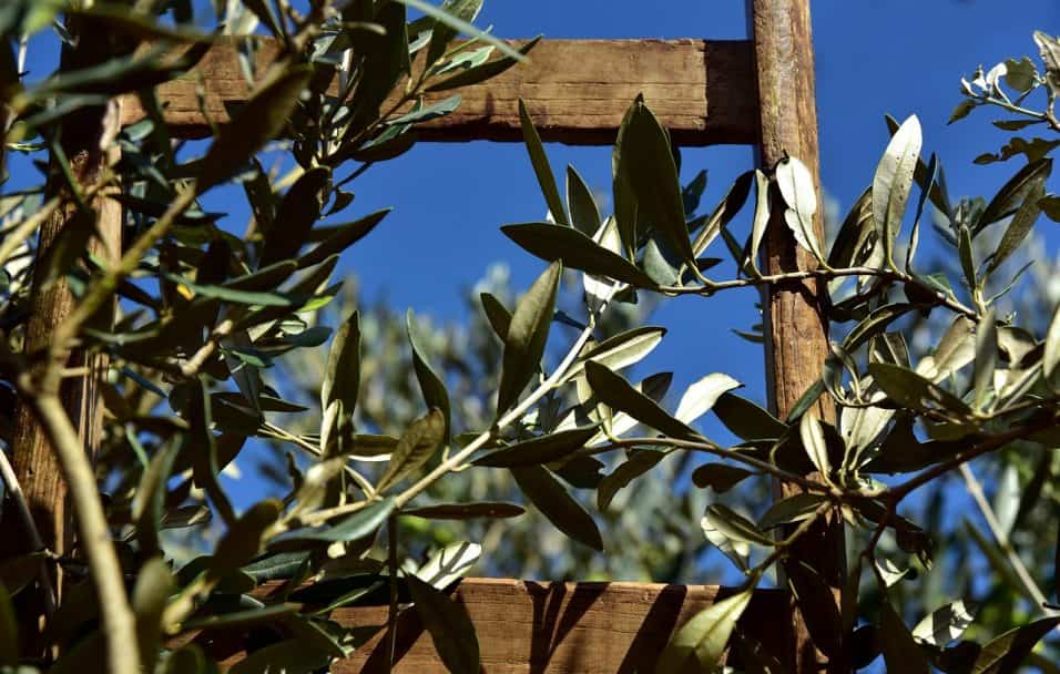 Olive mature pronte per la raccolta su un albero