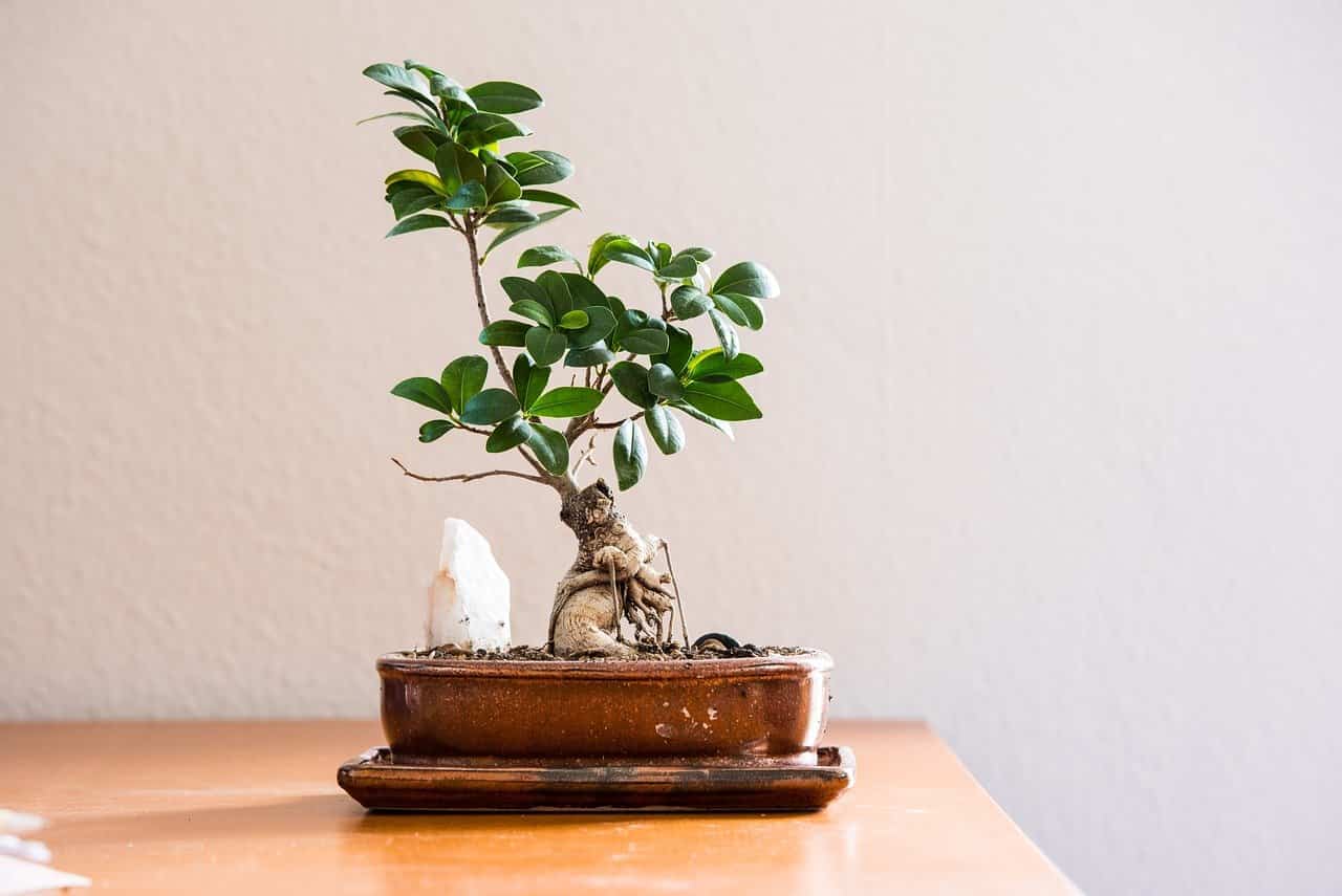 Bonsai di ficus in casa posizionato su un tavolo vicino a una finestra con luce naturale indiretta, innaffiato e ben curato.