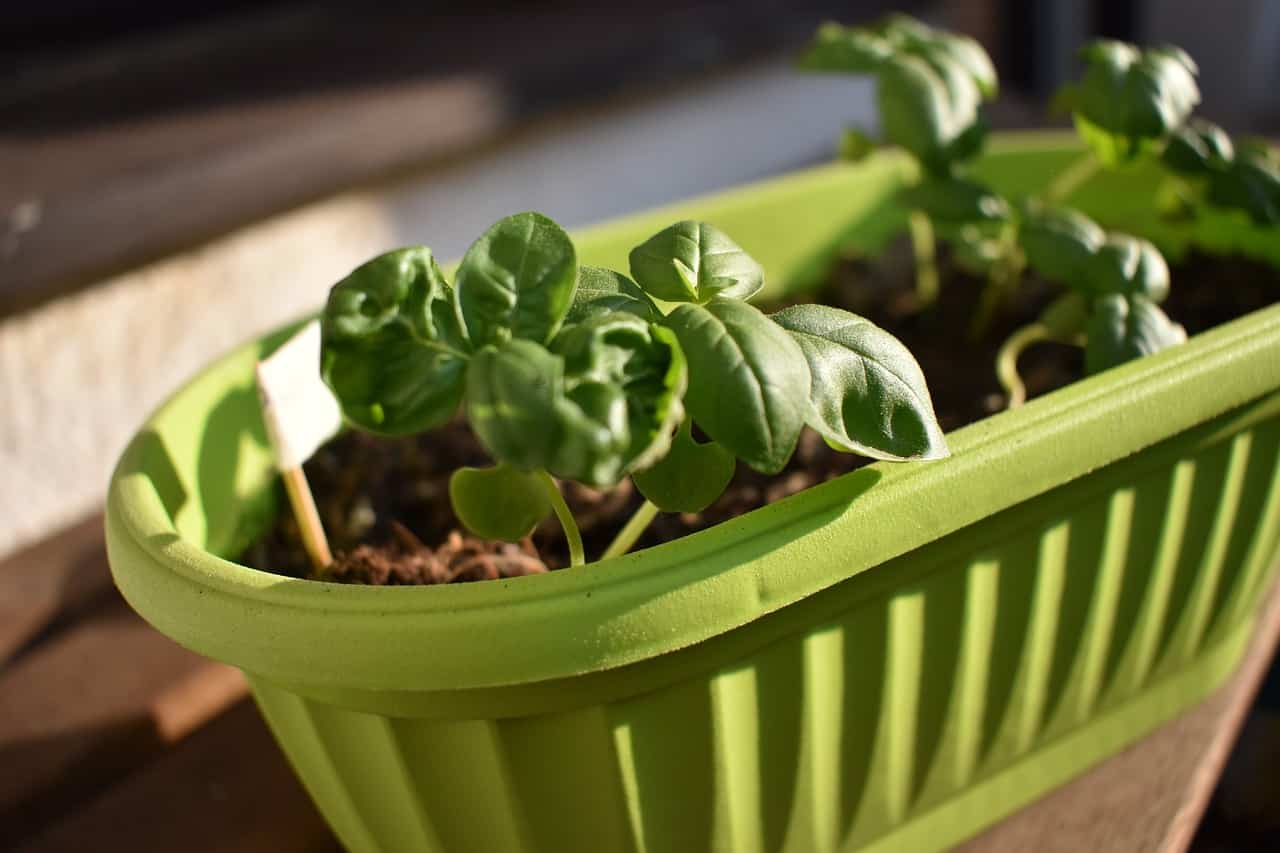 Pianta di basilico in vaso su davanzale soleggiato con foglie verdi rigogliose.