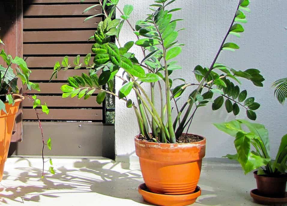 Talea di zamioculcas pronta per il trapianto