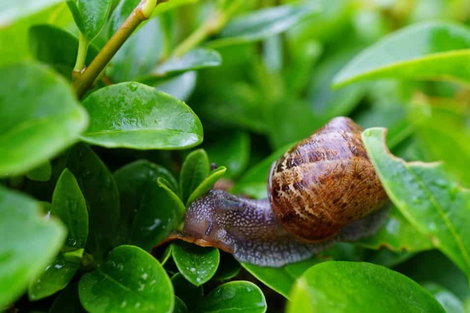 Lumache nel giardino